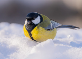 Similar image 21445374