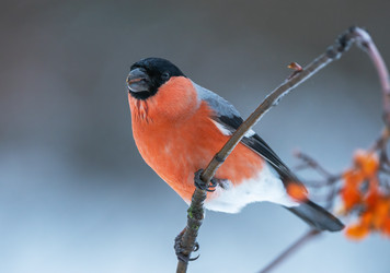 Similar image 21445375