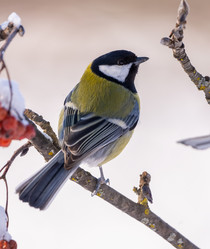 Similar image 21445380