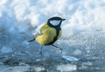 Similar image 21445381