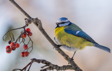 Similar image 21445386