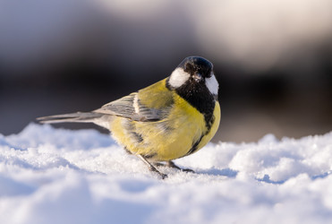 Similar image 21445388