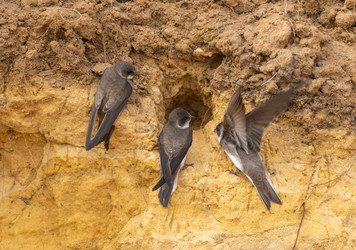 Similar image 21445395