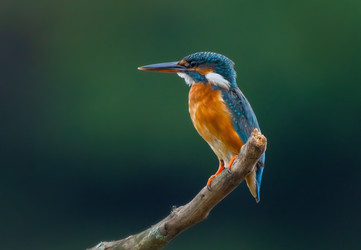 Similar image 21445408