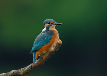 Similar image 21445416