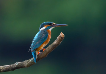 Similar image 21445418