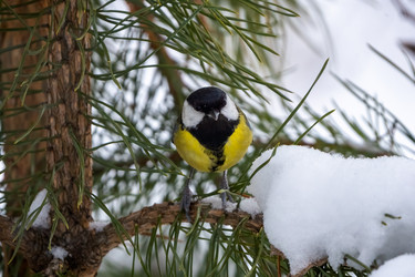 Similar image 21445434