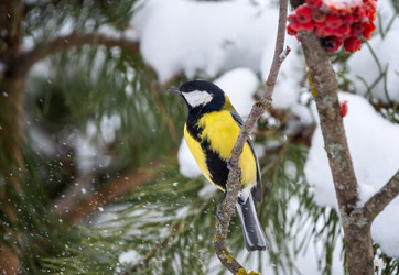 Similar image 21445436