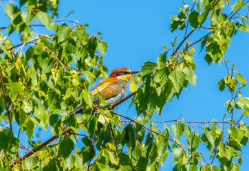 Similar image 21445437