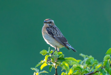 Similar image 21445443