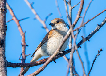 Similar image 21445449