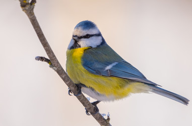 Similar image 21445459