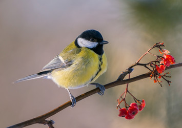 Similar image 21445467