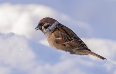 Similar image 21445470