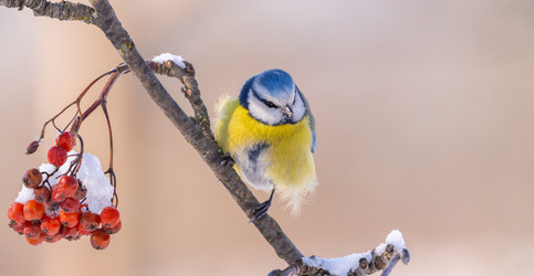 Similar image 21445521