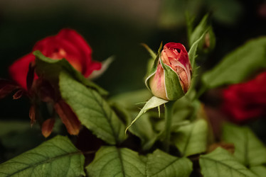 Similar image 21445551