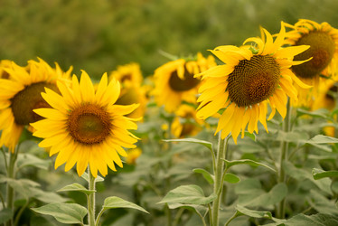 Similar image 21445559