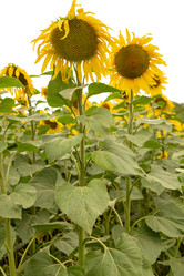 Similar image 21446580