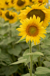 Similar image 21447142