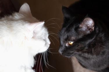 Similar image 21445949