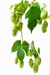 Similar image 21445999