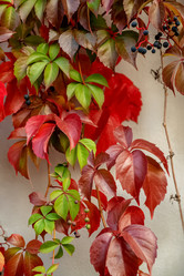 Similar image 21447596