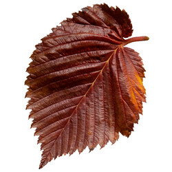 Similar image 21445843