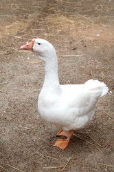 Similar image 21447178