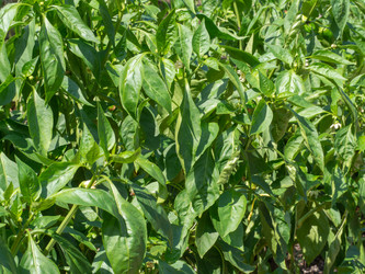 Similar image 21446240