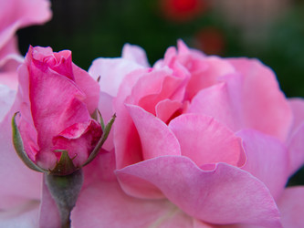 Similar image 21446248