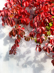 Similar image 21460120