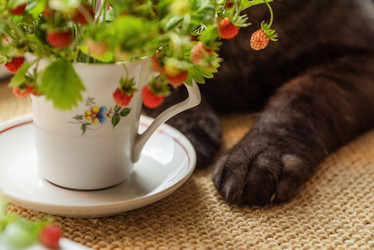 Similar image 21447251