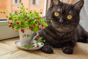 Similar image 21447252