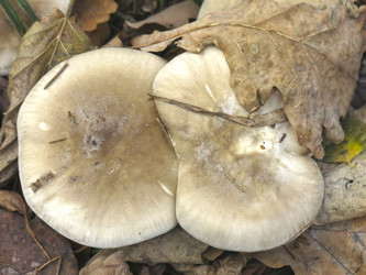 Similar image 21447264