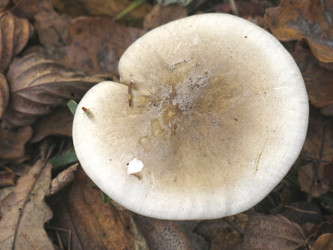 Similar image 21447266