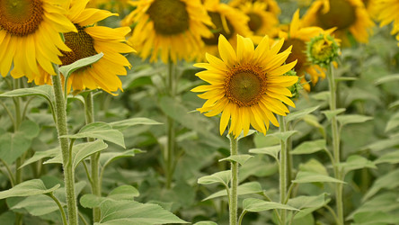 Similar image 21449598