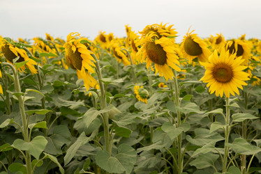 Similar image 21447815