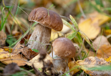 Similar image 21447317