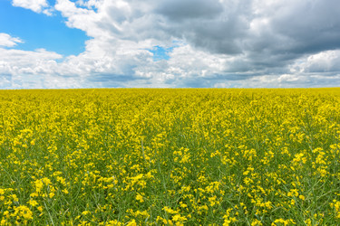 Similar image 21454744