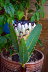 Similar image 21454752