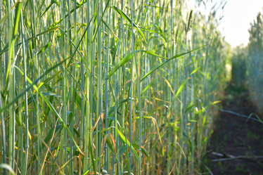 Similar image 21454756