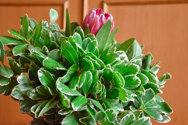 Similar image 21454763