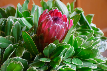 Similar image 21454765