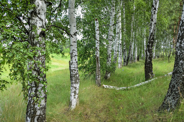 Similar image 21456952