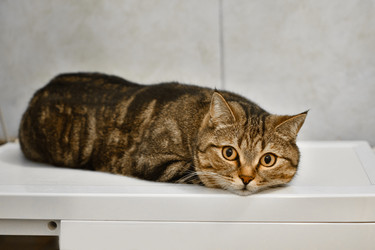 Similar image 21454819