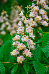 Similar image 21454849