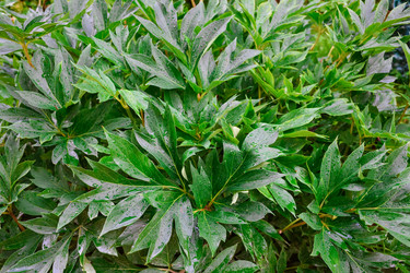 Similar image 21454859