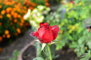 Similar image 21446900