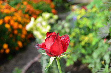 Similar image 21446904