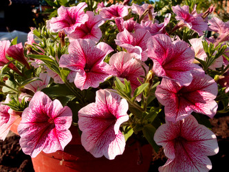 Similar image 21448119